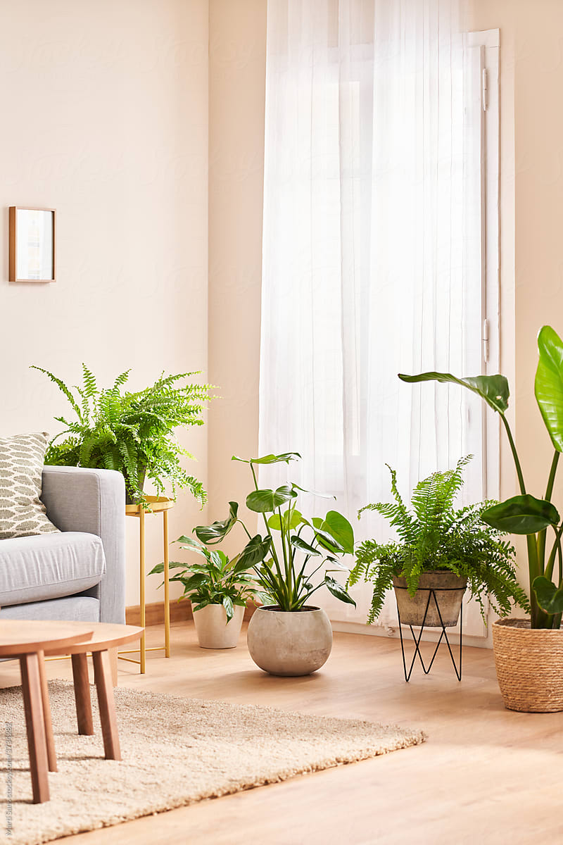 Cozy living room interior details with assorted green potted plants
