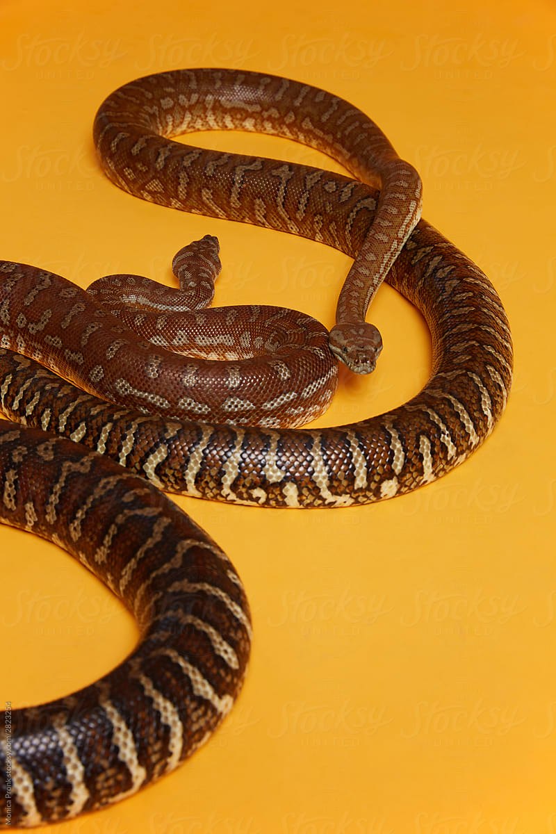 2 Snakes on Orange Background 1