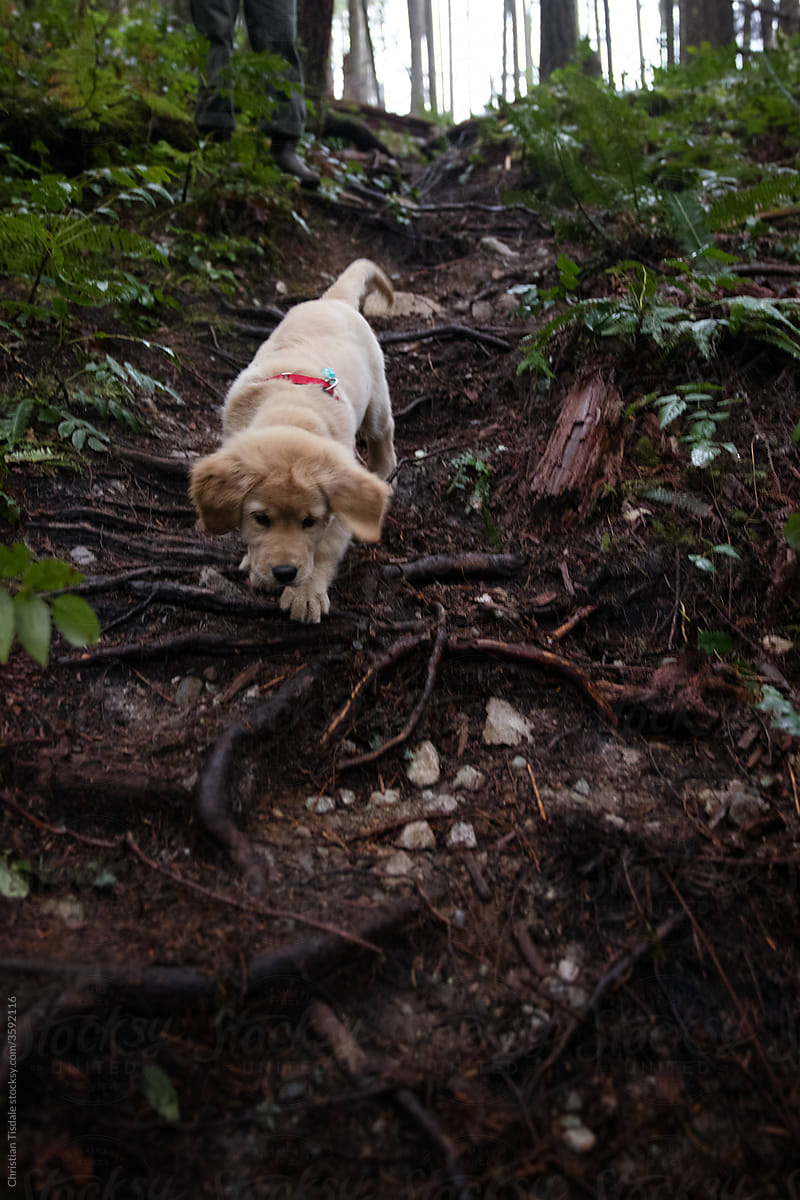A puppy on a forest trail