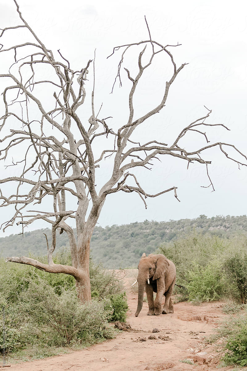 A lonely elephant walking past a dead tree
