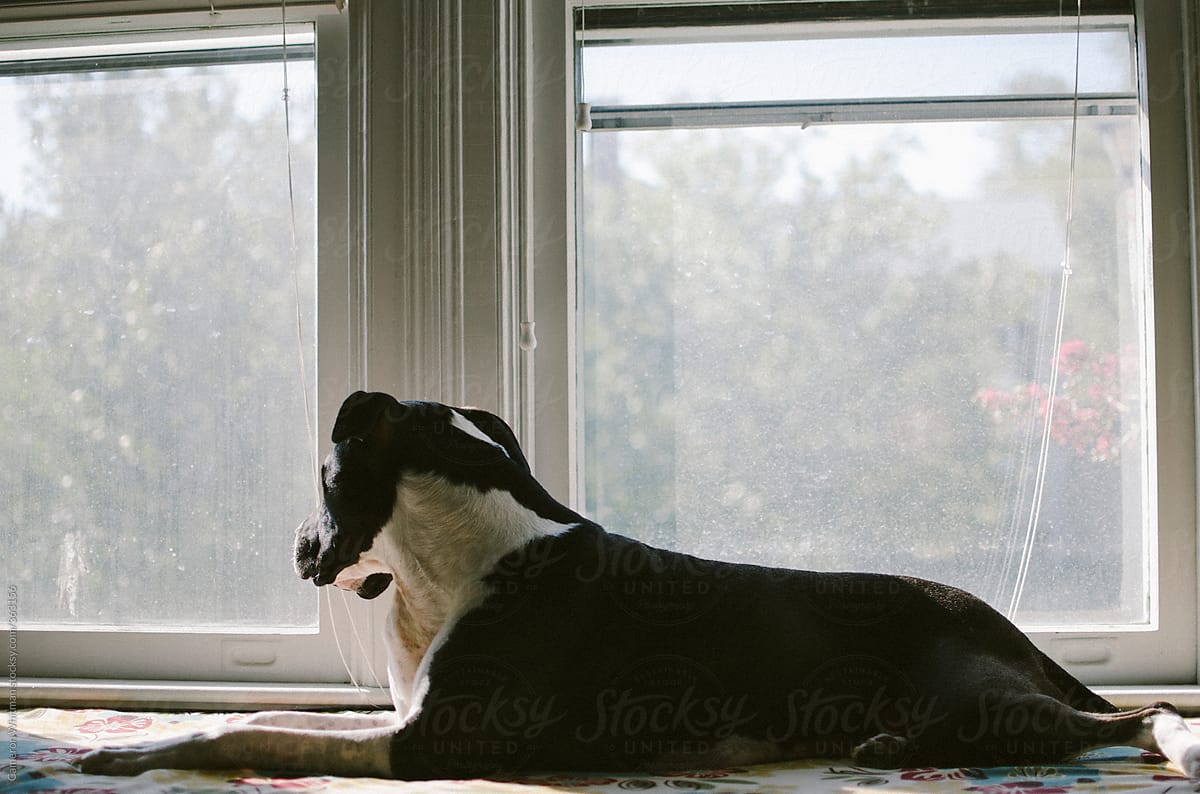 Dog laying in the window sill