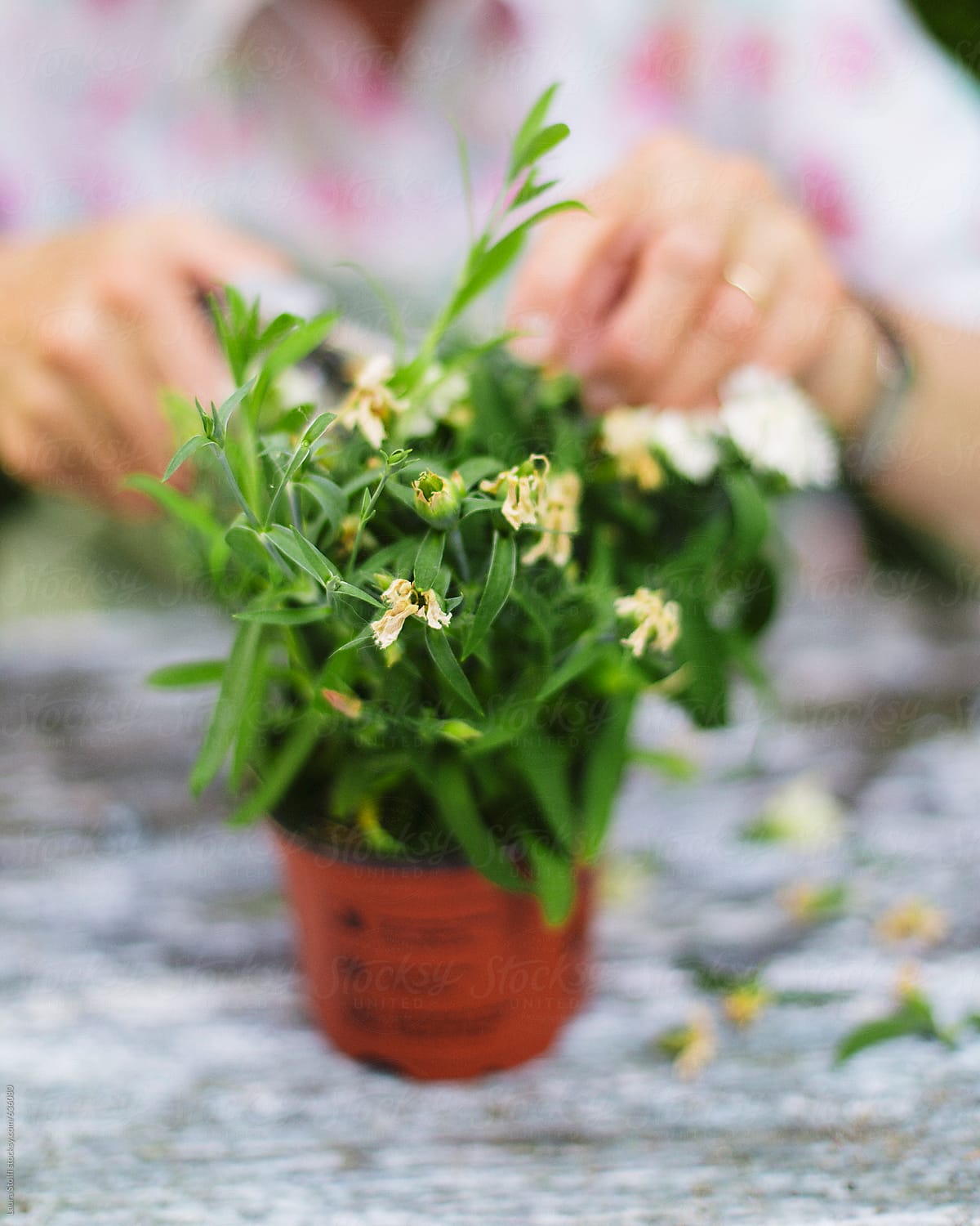 Cleaning a flowering plant in pot with gardening scissors