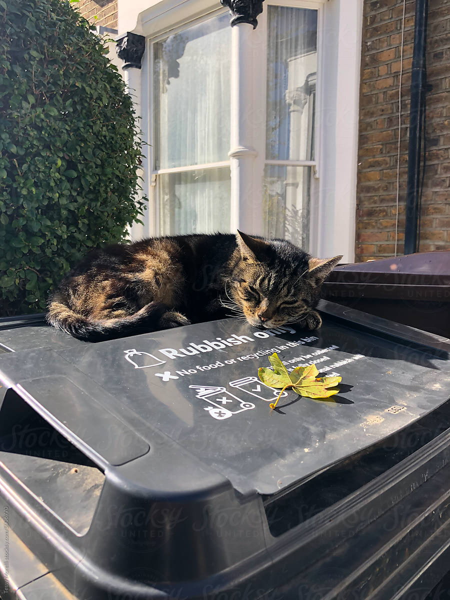 UGC street cat sleeping on trash can
