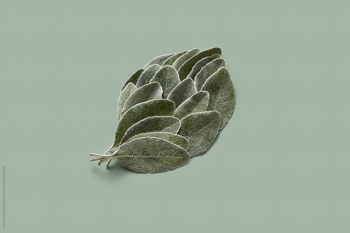 Fresh textured sage leaves organized in one leaf in studio