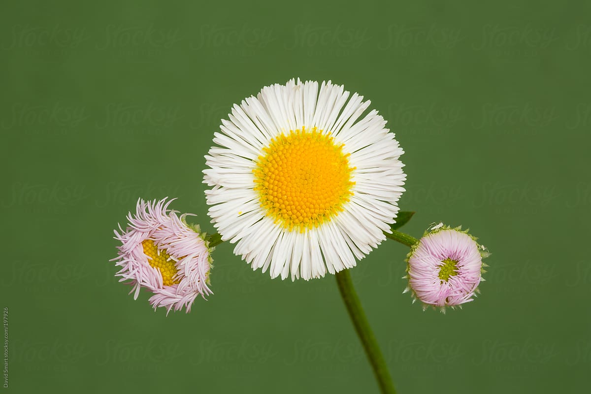Daisy Fleabane flowers against green background