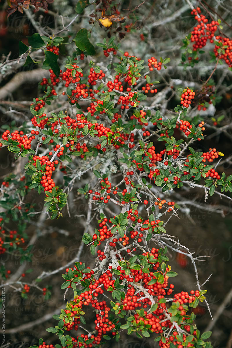 Red Yaupon Holly Berries in Winter Nature