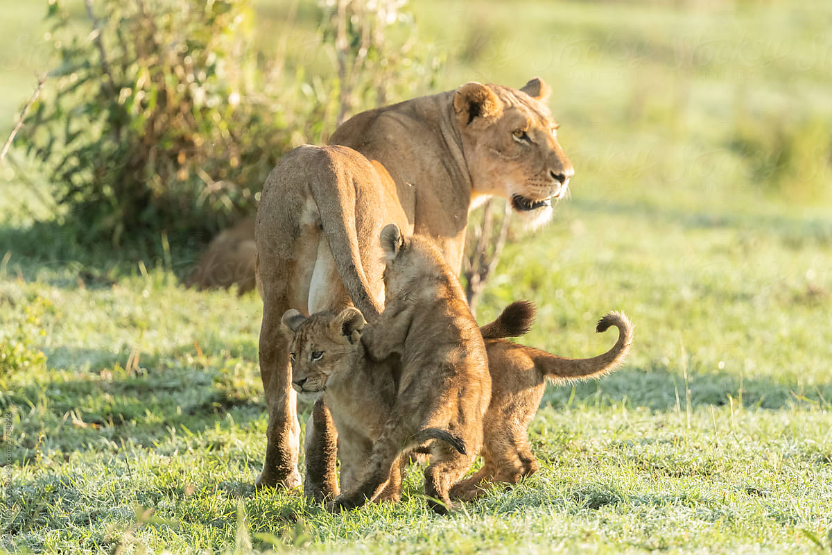 Lionesses and Cubs in the Early Morning Light