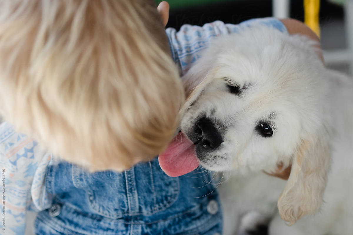 golden retriever puppy awkwardly trying to lick boys face