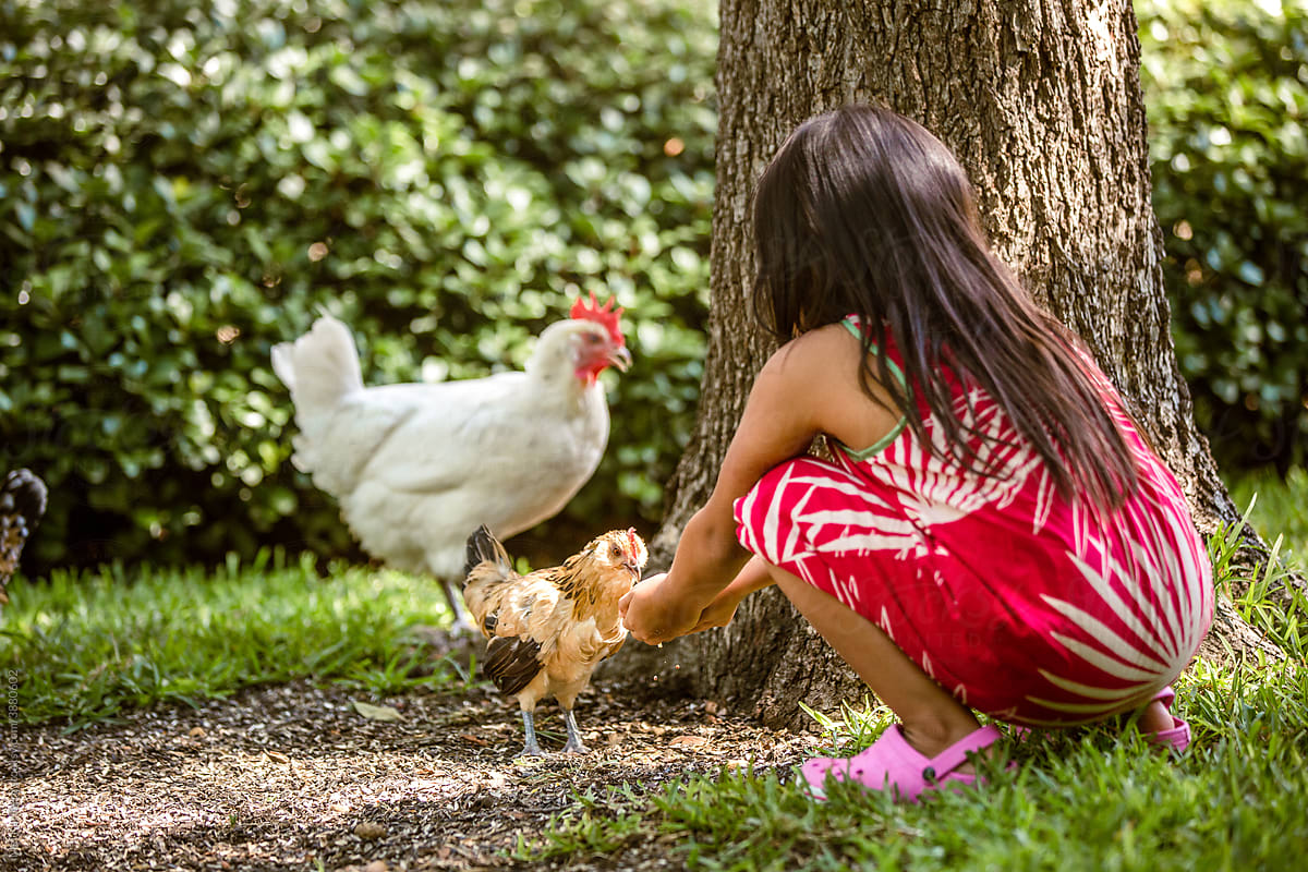 Little girl feeding a chicken
