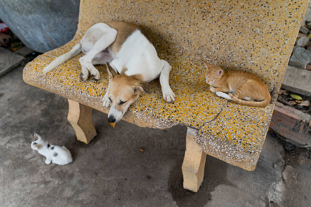 Cat and dog sleeping on a bench