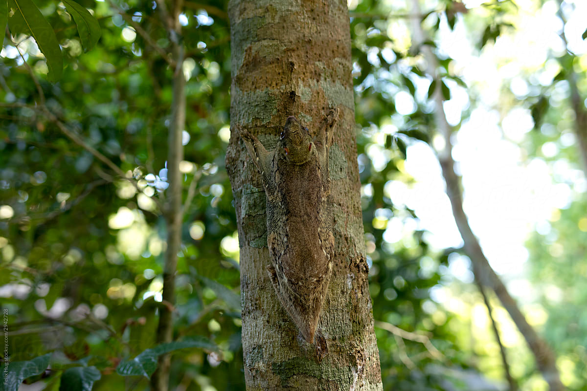 A Flying Lemur in Langkawi, Malaysia is blending with a tree trunk