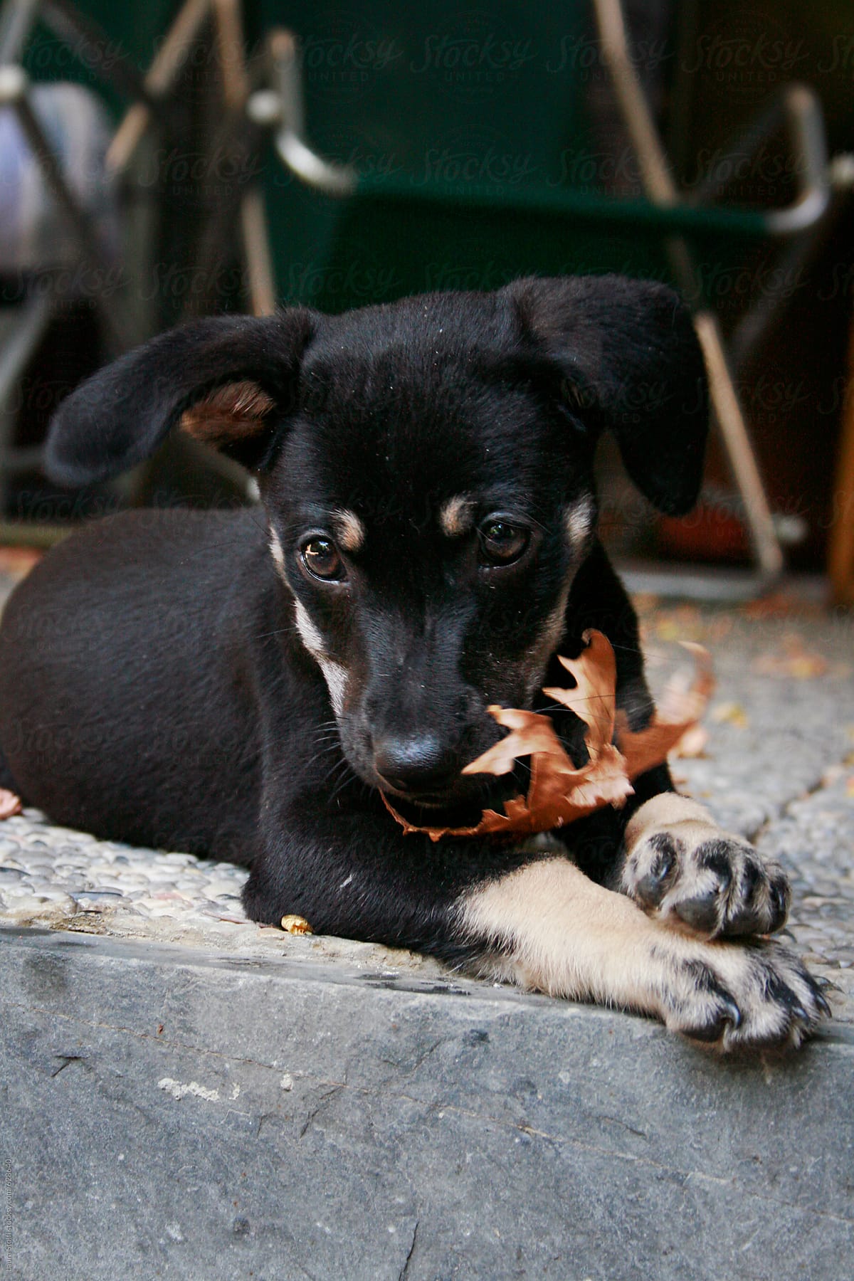 Close up of puppy dog chewing a fallen leaf