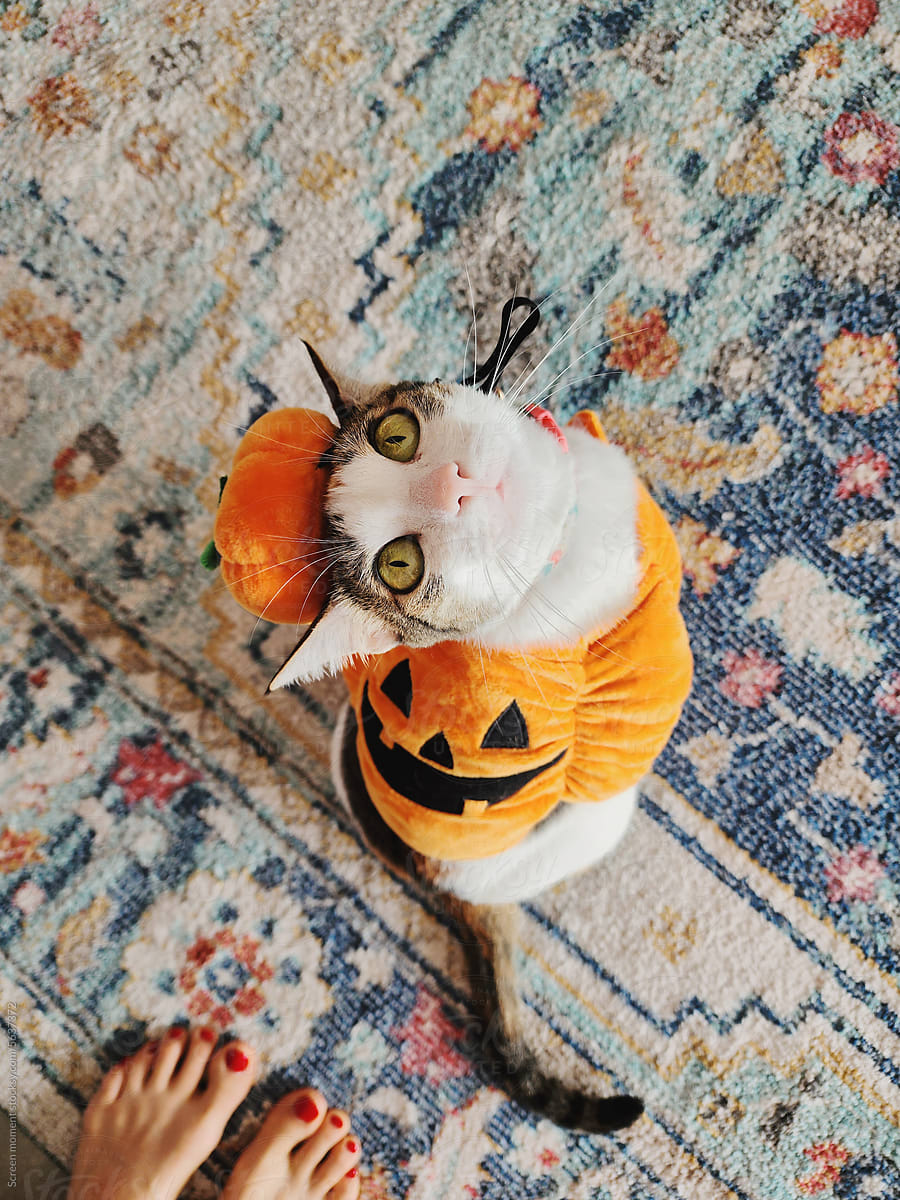 Pet Cat Halloween Costume
