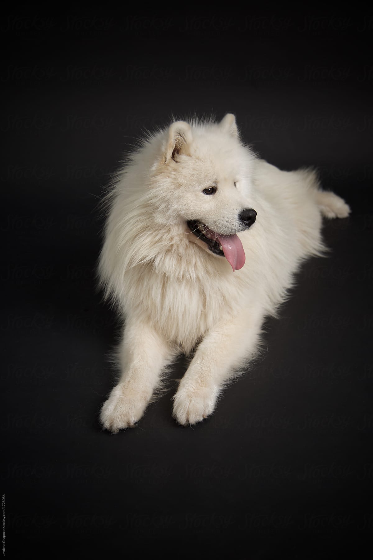 white large fluffy dog