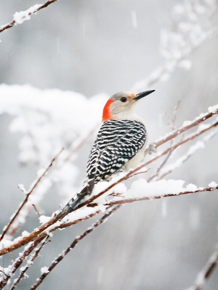 Red Headed Woodpecker song bird on a branch in the winter snow
