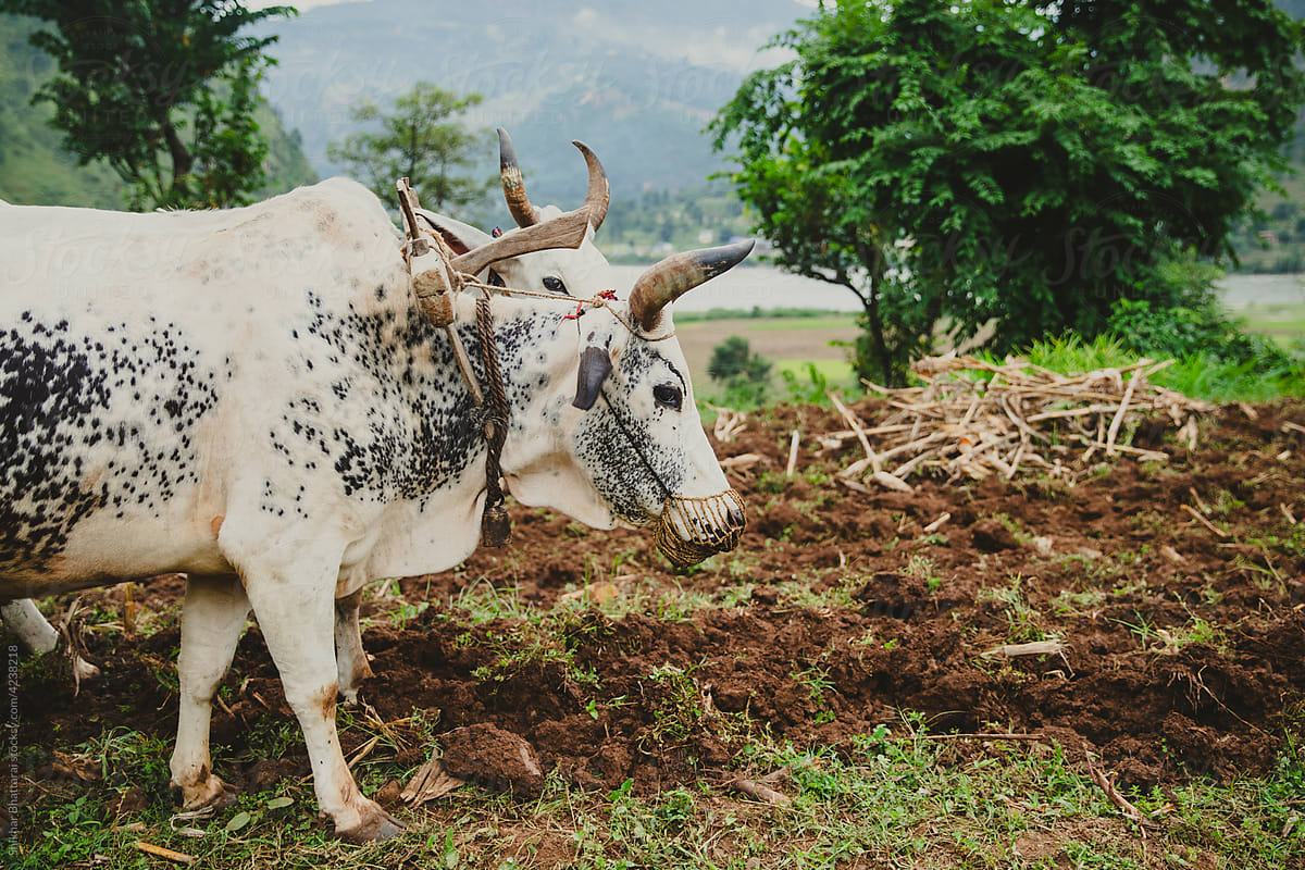 Bulls plowing field in rural nepal
