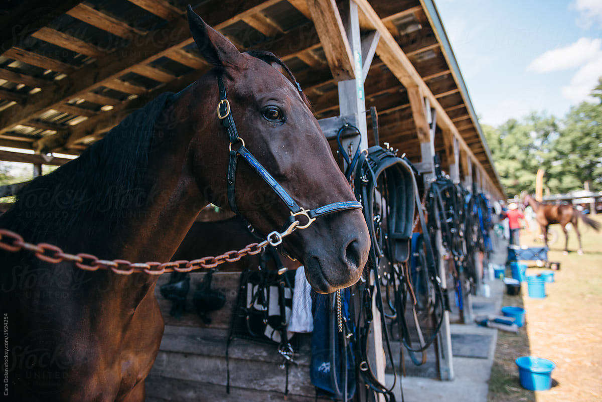 Harness Racing Horse Waits in Outdoor Stables