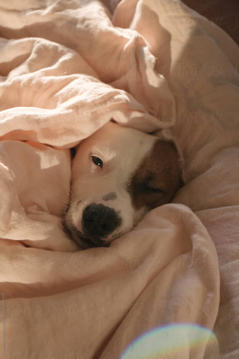 portrait of a dog sleeping on a bed and wrapped in a blanket