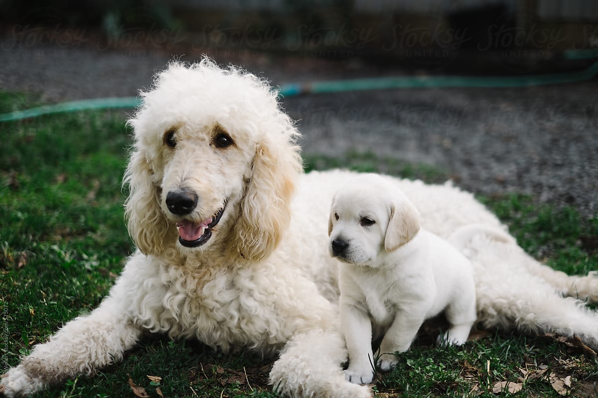 Mom dog and puppy side by side