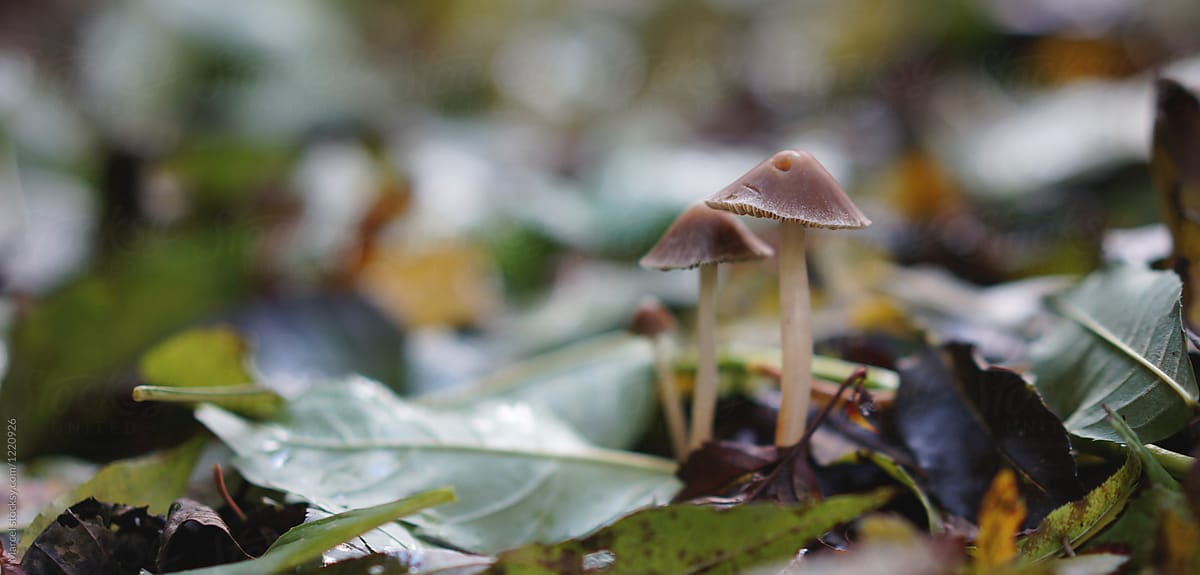 Tiny mushrooms in a forest in fall