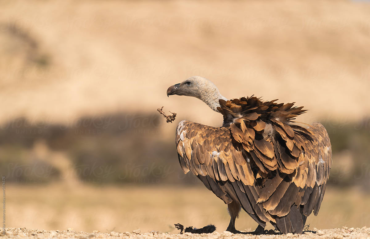 Griffon Vulture Eating A Rabbit Carcass