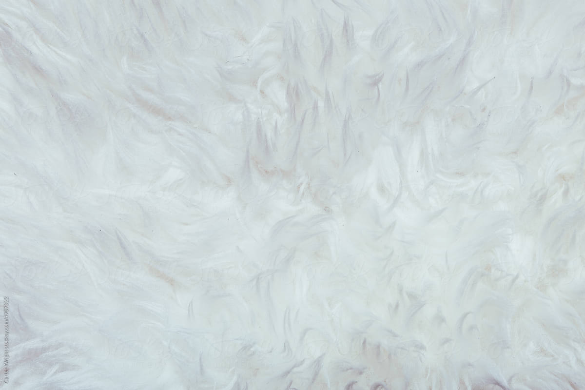 White Fur Texture