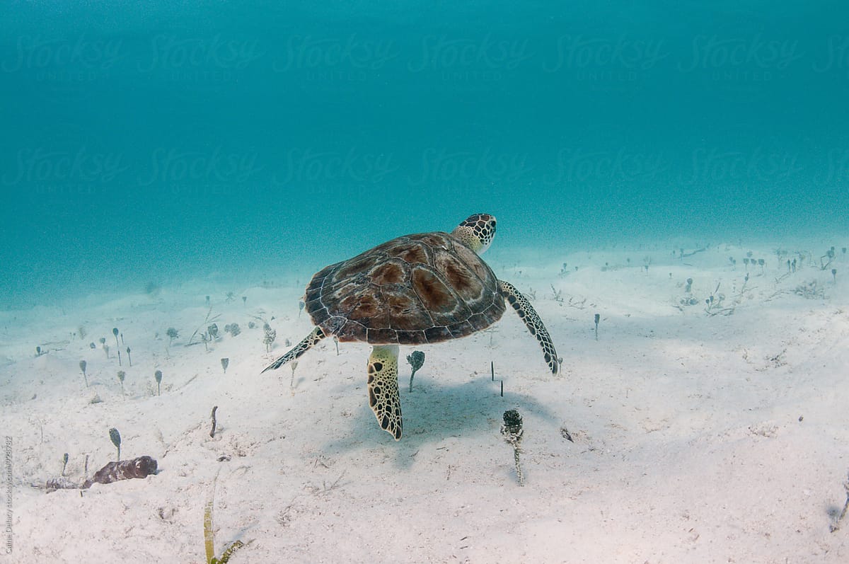 Small sea turtle swimming over sand