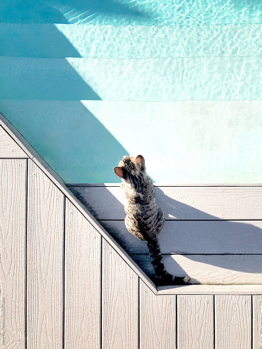 Cat looking at pool.