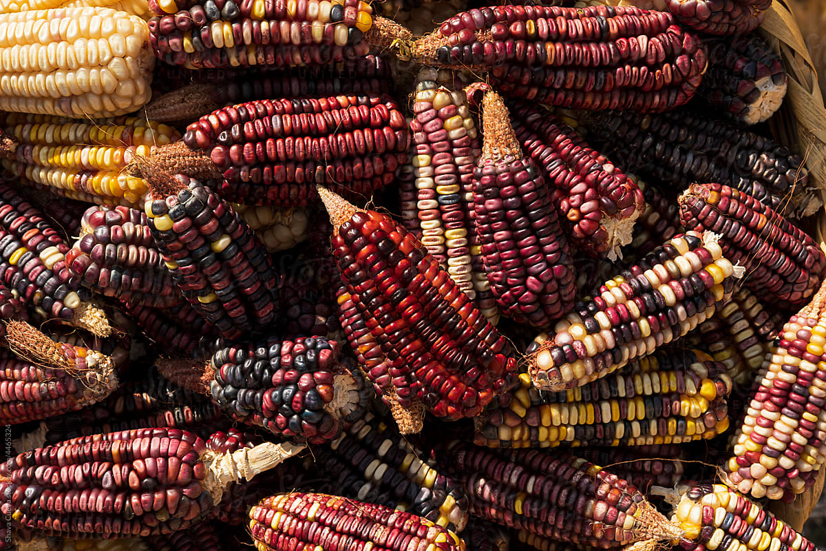 Closeup of to the texture of corns of different colors