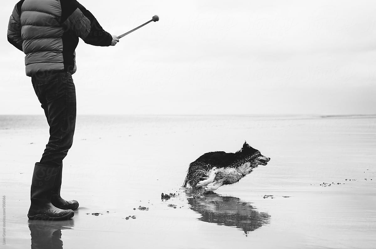 Dog owner playing ball on the beach with his Border Collie at low tide.