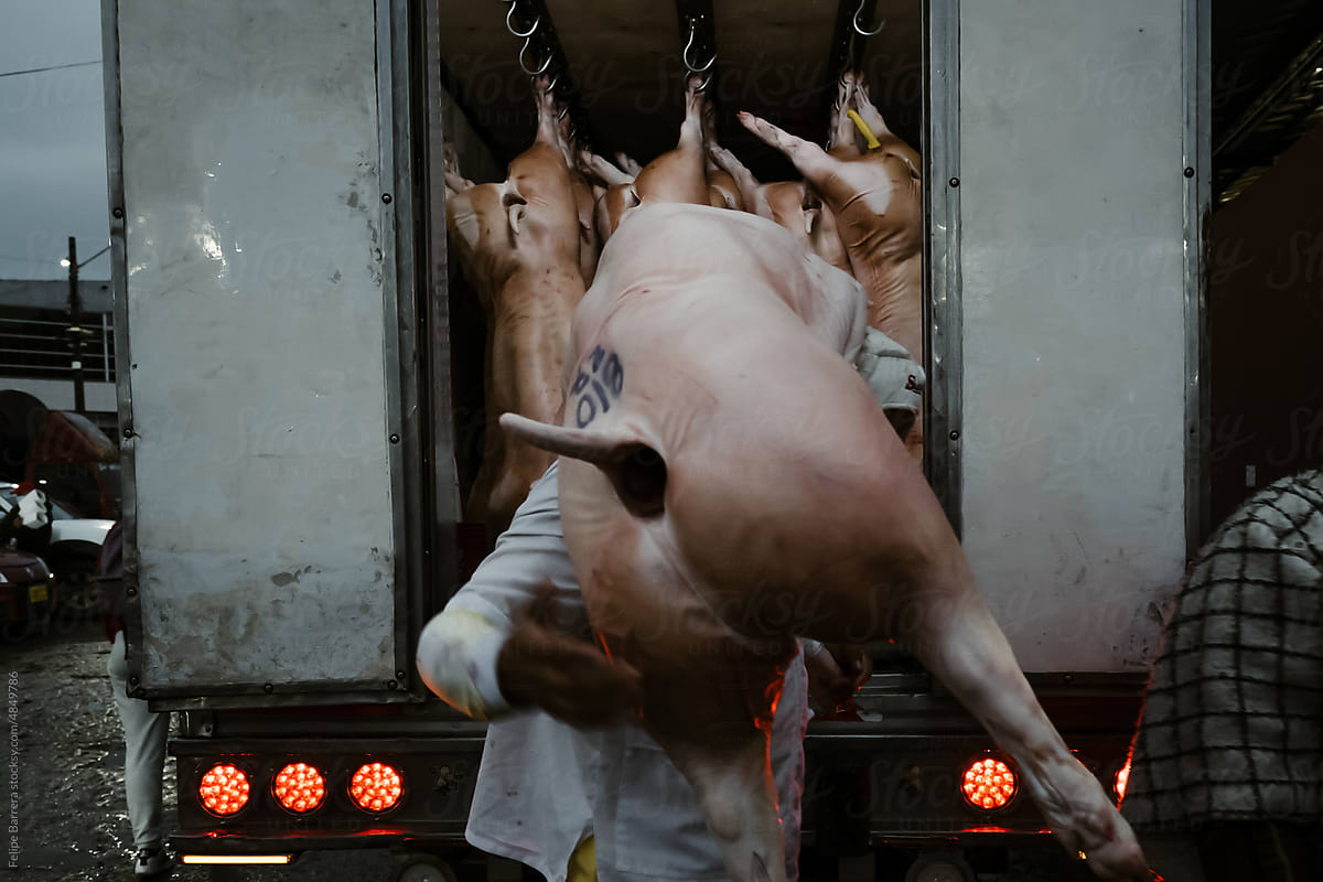 Man Carrying A Pig Carcass