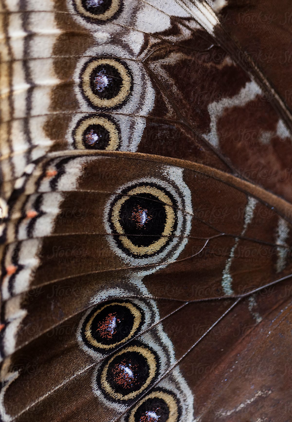 Owl Butterfly Wing Detail Background
