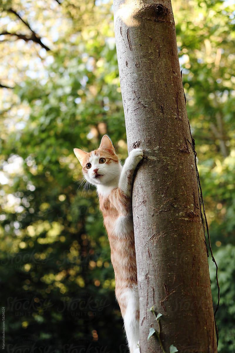 Young cat up in a tree