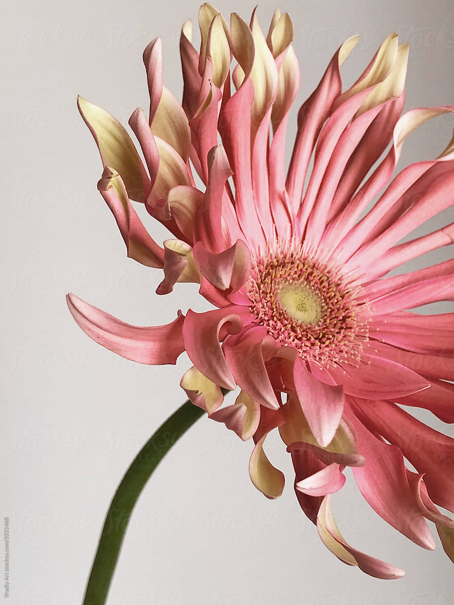 Closeup pink flower
