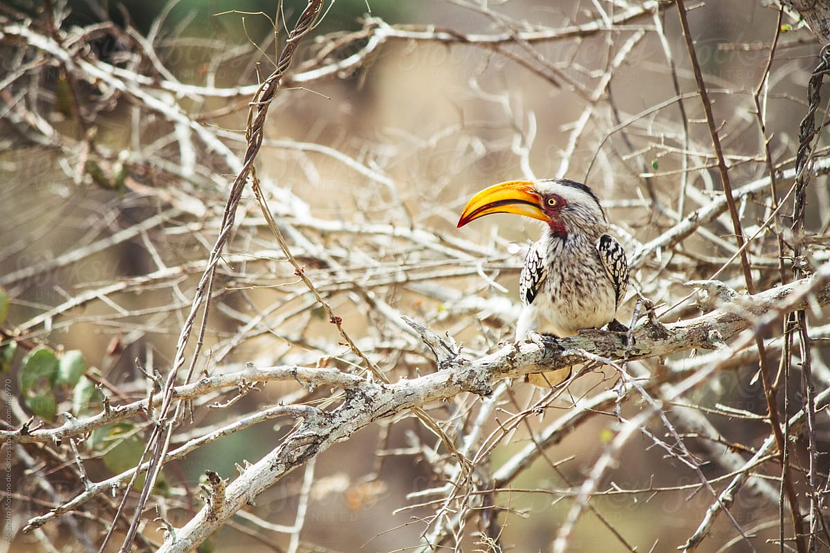 Southern Yellow-Billed Hornbill bird on a branch
