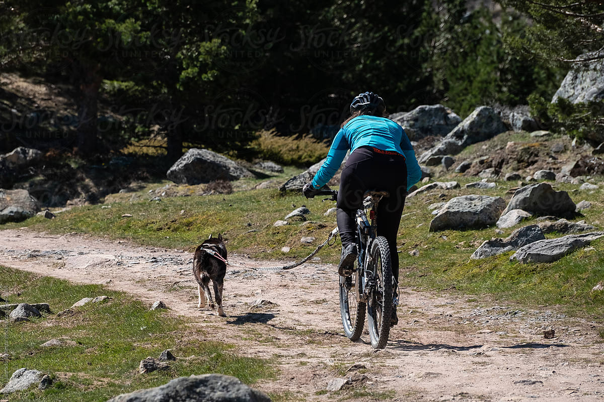 Husky, pulling a mountain bike