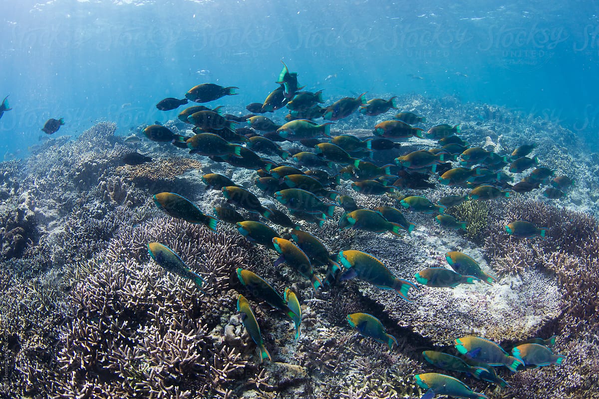 A school of parrot fishes on the move