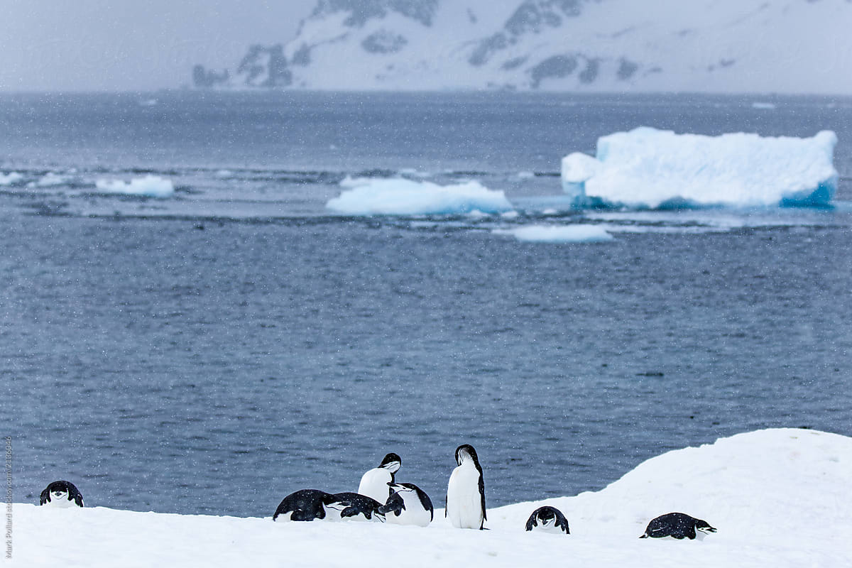Penguins on Shoreline with Southern Ocean in Background