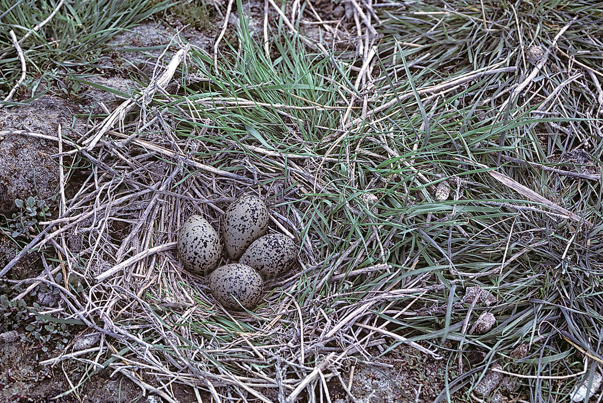 American Avocet ground nest Canada wading shorebird on prairies film