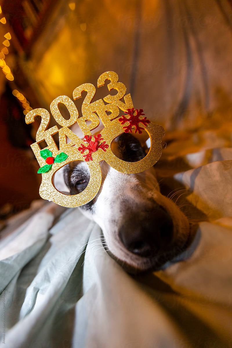 Funny Portrait of mastiff dog with Happy 2023 party glasses
