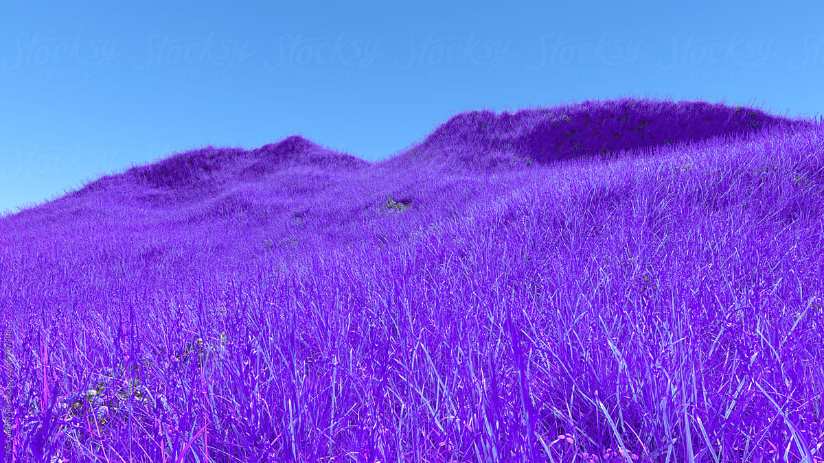Purple Grass FIeld