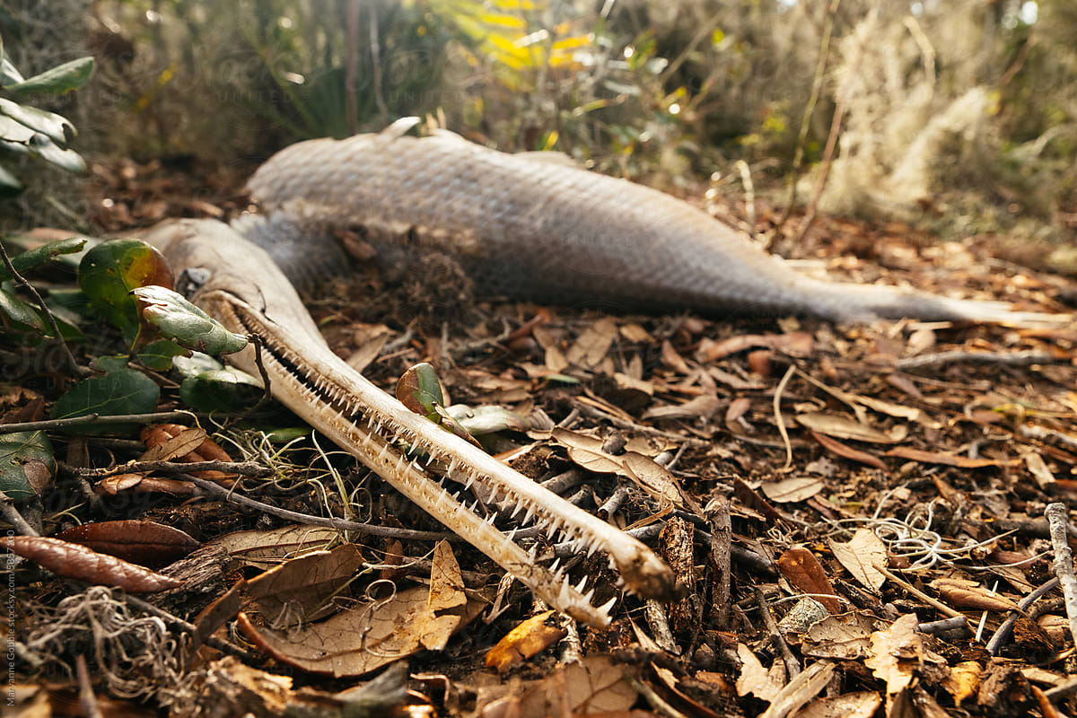 Gar Fish Carcass with Big Teeth on Florida Coast