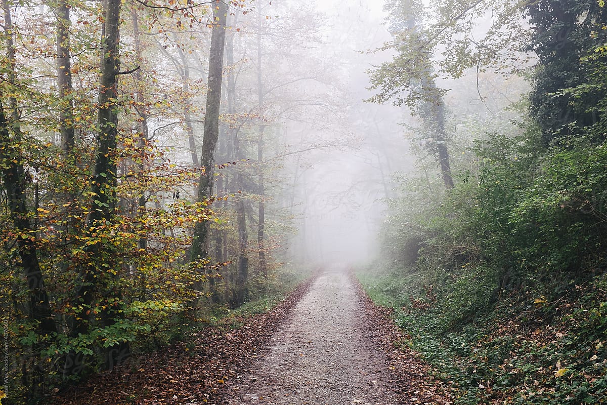 Foggy Autumn Forest By Stocksy Contributor Peter Wey Stocksy
