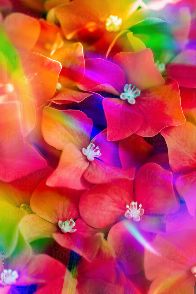Shining rainbows gleaming over many hydrangea flowers in blossom