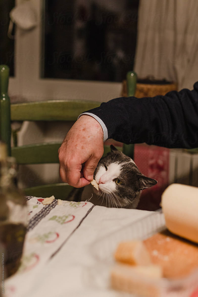 Spoiled cat eating cheese from man\'s hand