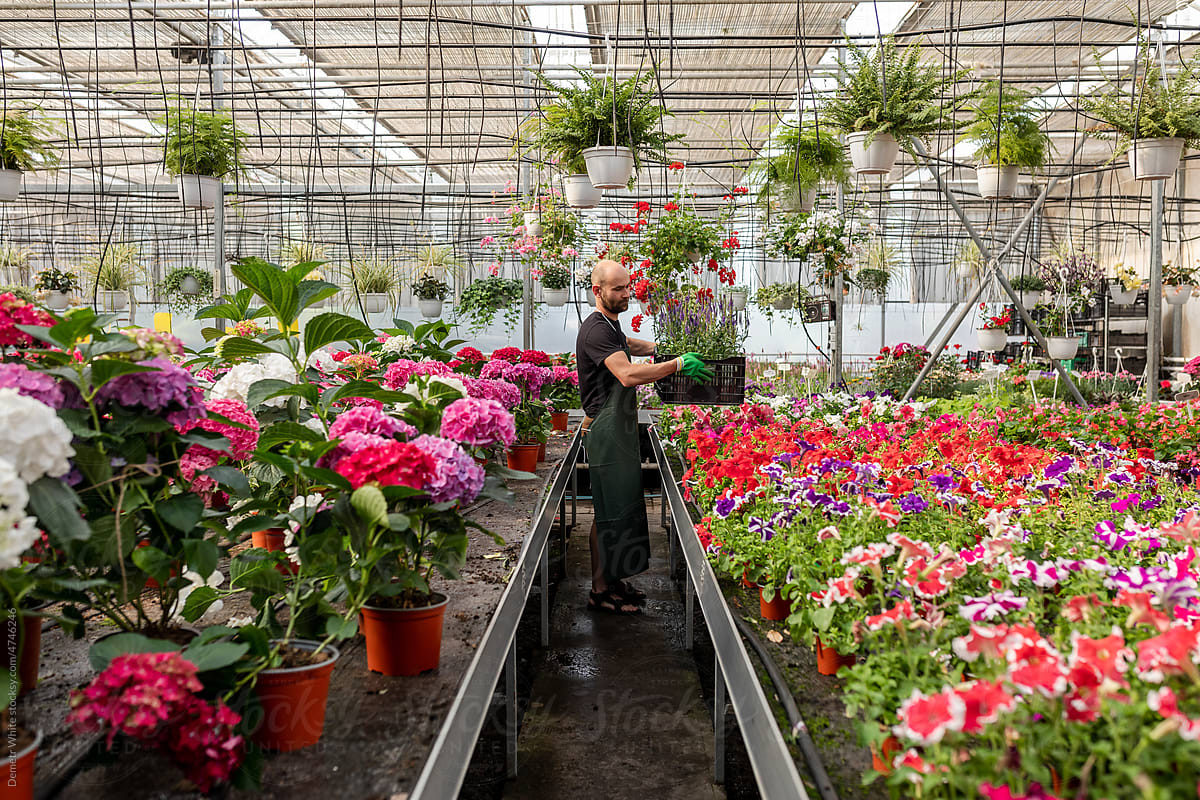 Greenhouse with flowers and worker