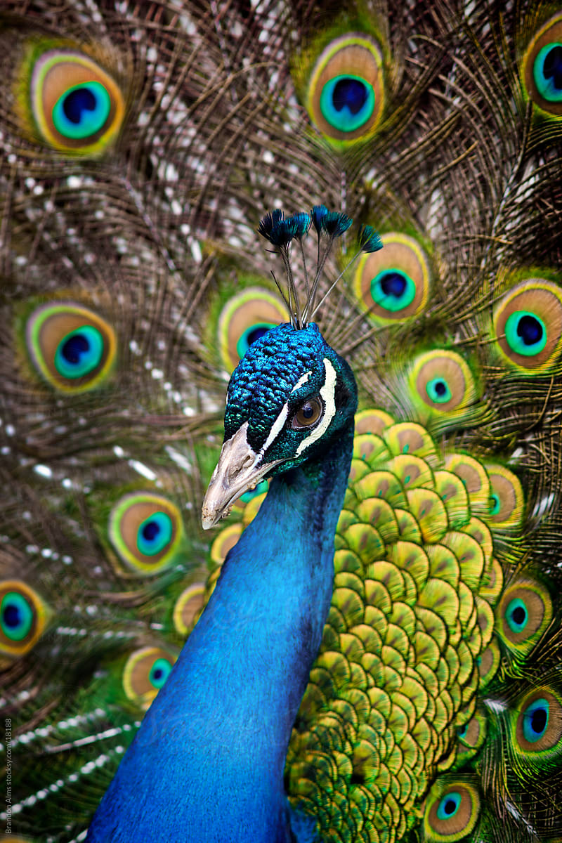 peacock-closeup-with-feathers-open-by-stocksy-contributor-brandon