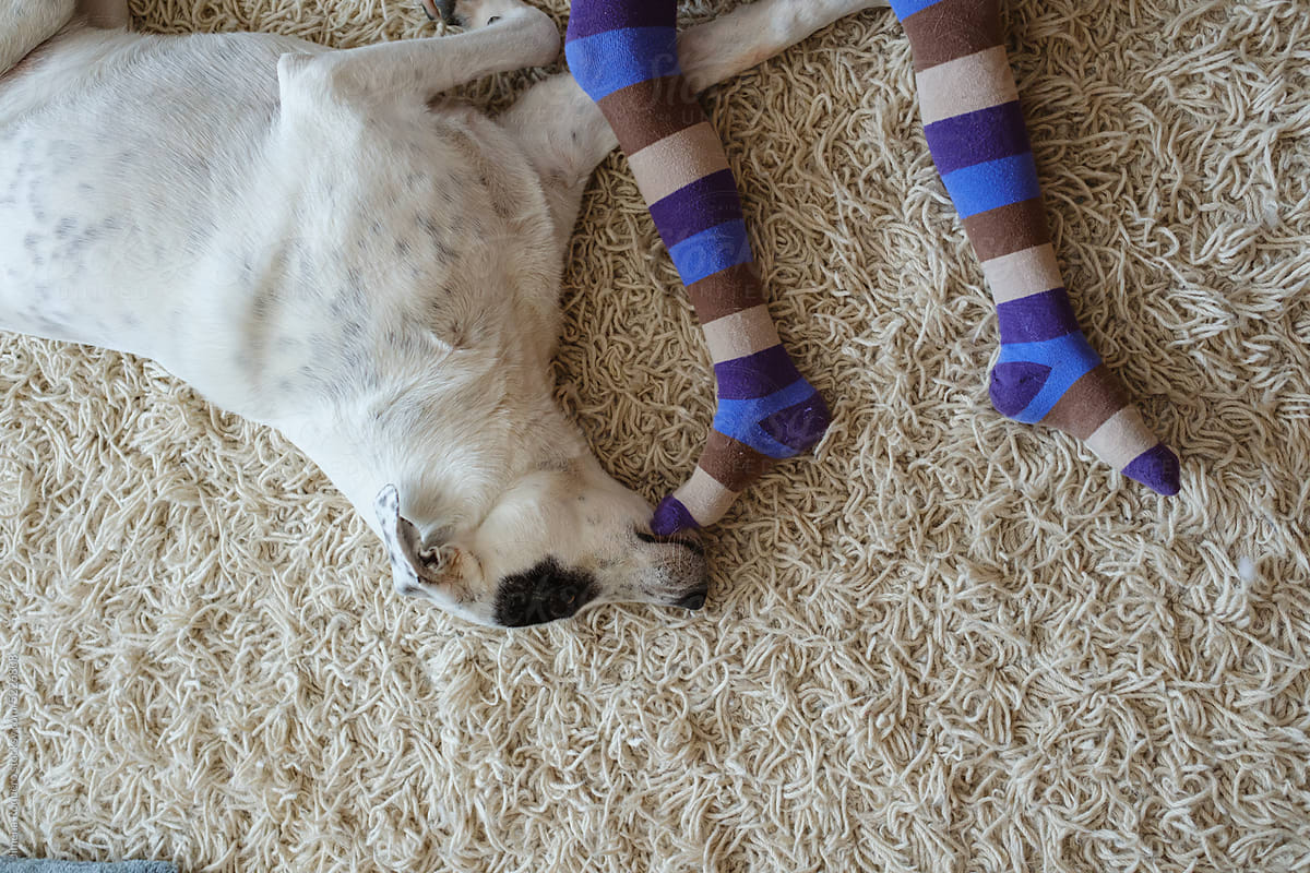 Kid\'s legs and dog lying on rug