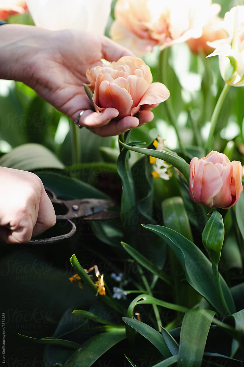 Unrecognizable woman cutting tulip from plant