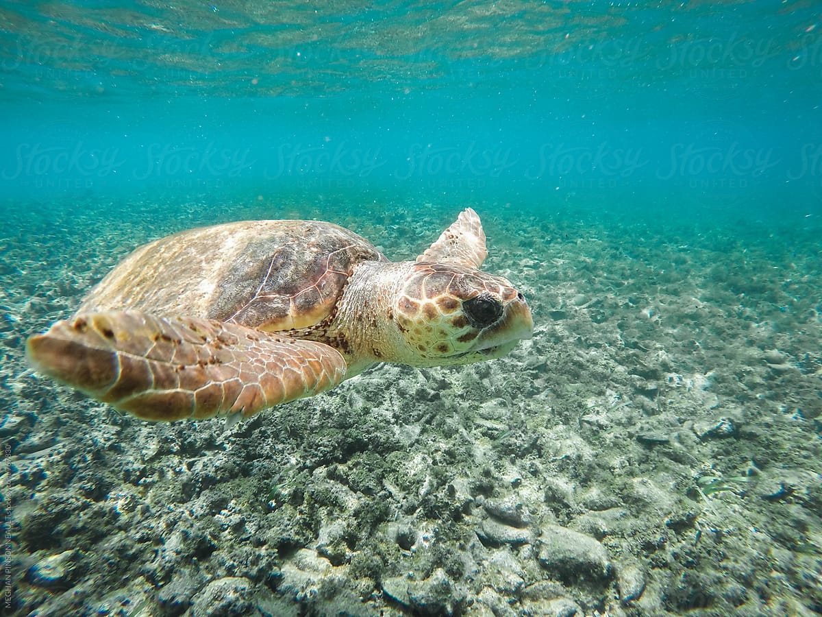 Sea Turtle Swimming in Blue Waters Above Hundreds of Conch Shells